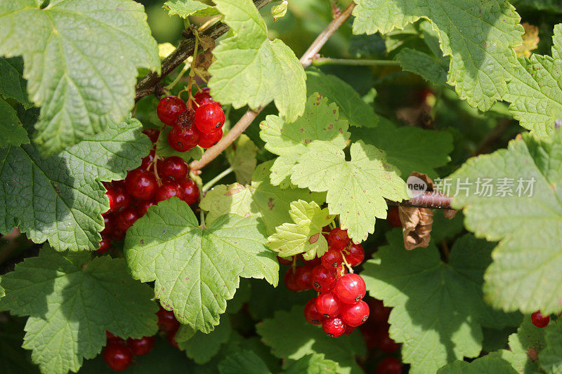 夏天的水果和蔬菜花园，在阳光下生长着红醋栗(ribes rubrum)，茎/叶上挂着一串串成熟的红色浆果，夏天的水果与醋栗/醋栗科有关